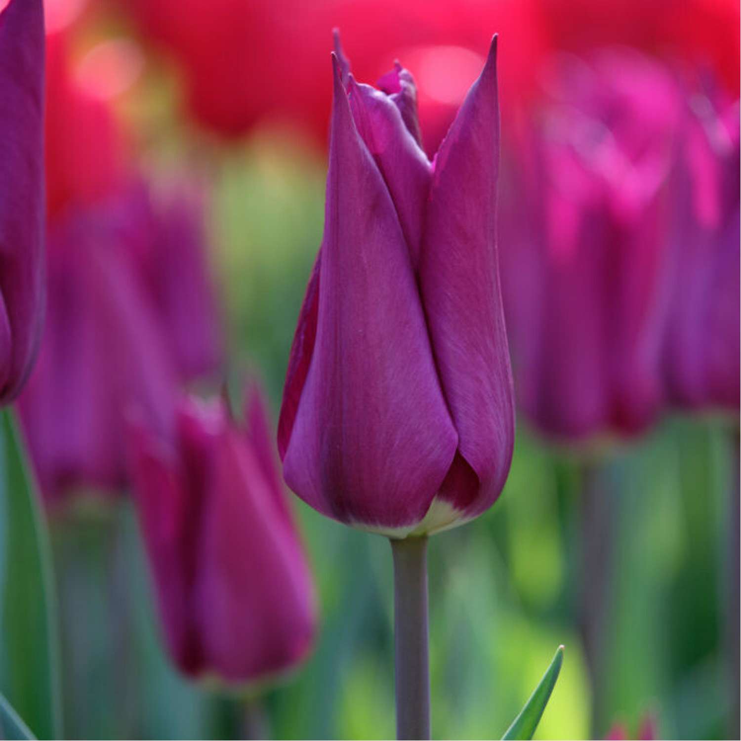 Tulipan 'Purple Heart'